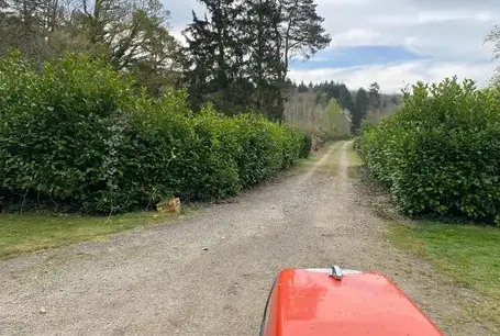 élagueur à Saint-Symphorien-des-Bruyères - image 4